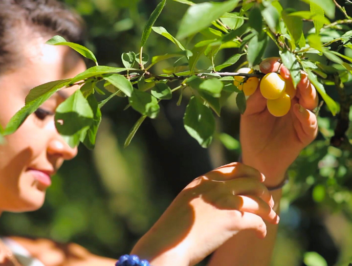 Ravifruit - our commitment - fruit producers